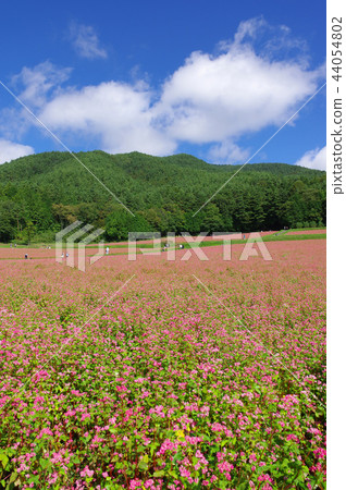 Akasoba Field(Akasoba Village) Akasoba Field(Akasoba Village) 44054802