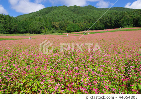 Akasoba Field(Akasoba Village) Akasoba Field(Akasoba Village) 44054803