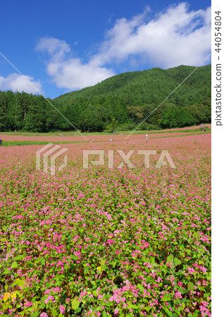 Akasoba Field(Akasoba Village) Akasoba Field(Akasoba Village) 44054804