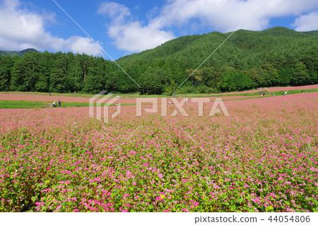 Akasoba Field(Akasoba Village) Akasoba Field(Akasoba Village) 44054806