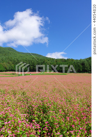 Akasoba Field（Akasoba Village） 44054810