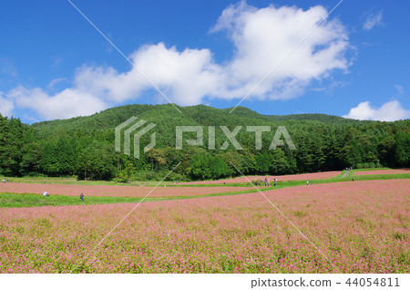 Akasoba Field (Akasoba Village) 44054811