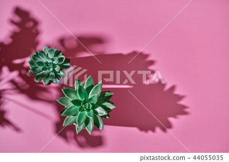 Top view shot succulent plant Echeveria, green leaves Monstera plant Philodendron with shadows on a Top view shot succulent plant Echeveria, green leaves Monstera plant Philodendron with shadows on a 44055035