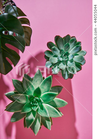 Top view shot succulent plant Echeveria, green leaves Monstera plant Philodendron with shadows on a Top view shot succulent plant Echeveria, green leaves Monstera plant Philodendron with shadows on a 44055044