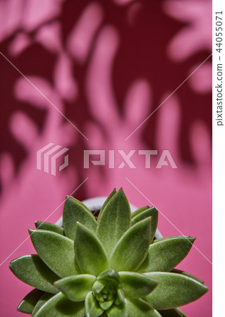 Top view shot succulent plant Echeveria with shadows from Monstera plant Philodendron the leaves on Top view shot succulent plant Echeveria with shadows from Monstera plant Philodendron the leaves on 44055071