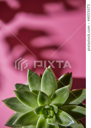 Top view shot succulent plant Echeveria with shadows from Monstera plant Philodendron the leaves on Top view shot succulent plant Echeveria with shadows from Monstera plant Philodendron the leaves on 44055073