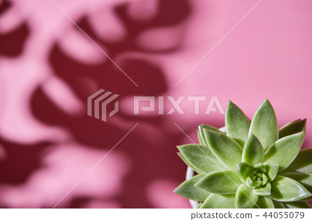 Top view shot succulent plant Echeveria with shadows from Monstera plant Philodendron the leaves on Top view shot succulent plant Echeveria with shadows from Monstera plant Philodendron the leaves on 44055079