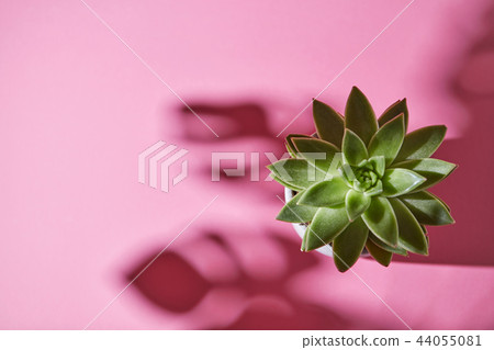 Top view shot succulent plant Echeveria with shadows from Monstera plant Philodendron the leaves on 44055081