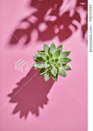 Top view shot succulent plant Echeveria with shadows from Monstera plant Philodendron the leaves on Top view shot succulent plant Echeveria with shadows from Monstera plant Philodendron the leaves on 44055083