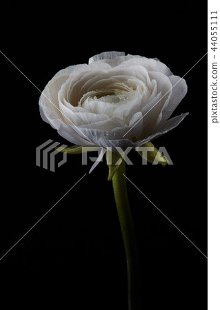 One white buttercup isolated on a black background 44055111