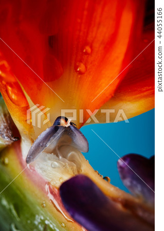Macro photo of colorful petals of strelitzia with drops of water on a blue background. Macro photo of colorful petals of strelitzia with drops of water on a blue background. 44055166