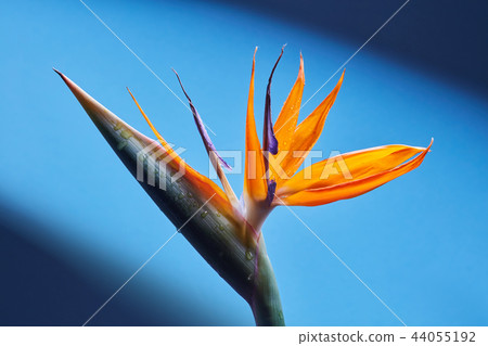 Orange Strelitzia reginae flower close-up on a blue background Orange Strelitzia reginae flower close-up on a blue background 44055192