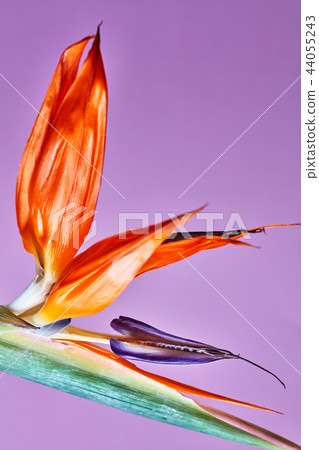 Strelitzia reginae, bird of paradise flower isolated on purple background Strelitzia reginae, bird of paradise flower isolated on purple background 44055243