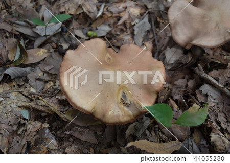 Hatakeshimeji 44055280