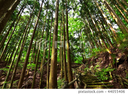 從Itamuro溫泉神社到上野原遺址的山路 44055406