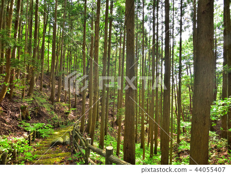 從Itamuro溫泉神社到上野原遺址的山路 44055407