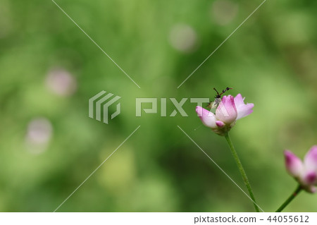 Large-billed stink bug Larva 44055612