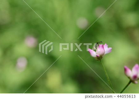 Large-billed stink bug Larva 44055613