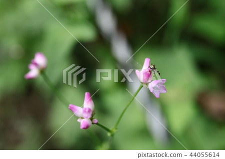 Large-billed stink bug Larva 44055614