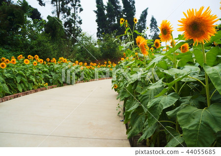 Flower dance person 44055685