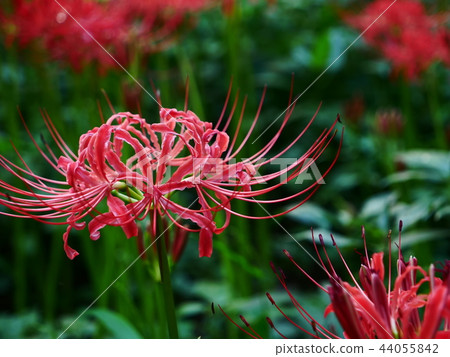 Cluster amaryllis Cluster amaryllis 44055842