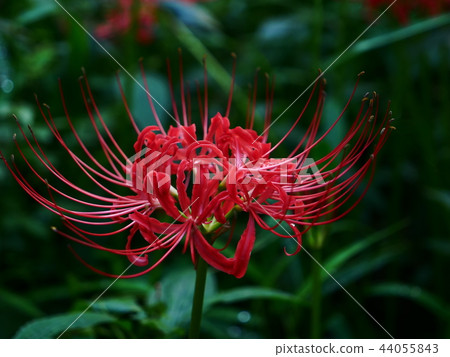 Cluster amaryllis Cluster amaryllis 44055843