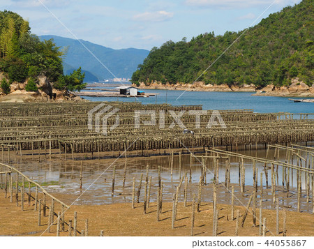 Oyster aquaculture scenery Oyster aquaculture scenery 44055867