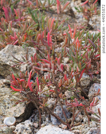 Hama Matsuna 44055872