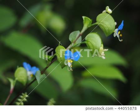 鴨蹠草 鴨蹠草 44055878