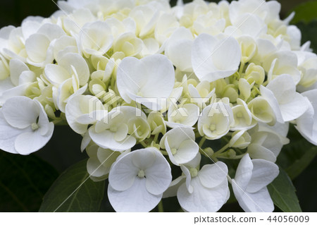 繡球花繡球花繡球花 44056009