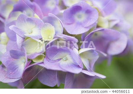 繡球花繡球花繡球花 44056011