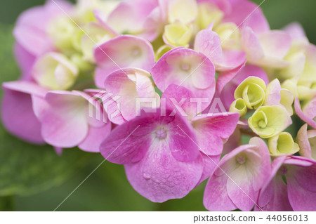 Hydrangea hydrangea hydrangea 44056013