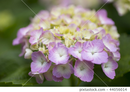 Hydrangea hydrangea hydrangea 44056014