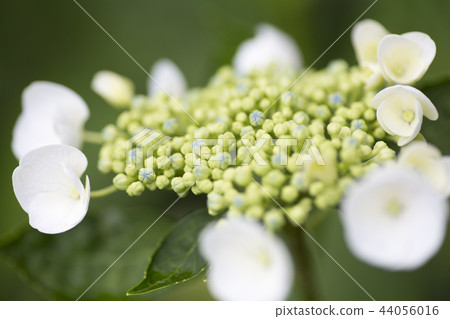 Hydrangea hydrangea hydrangea 44056016