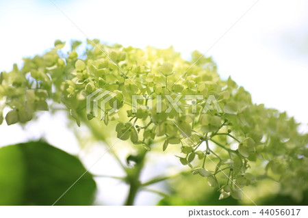 Hydrangea hydrangea hydrangea 44056017