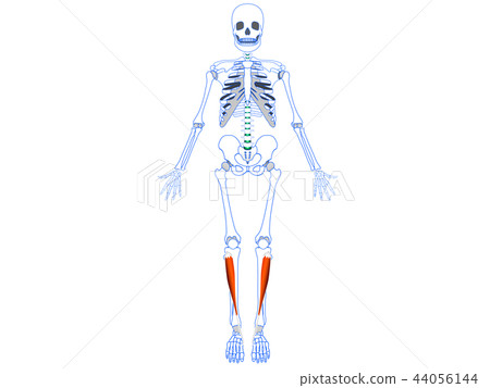 脛骨前肌2 脛骨前肌2 44056144