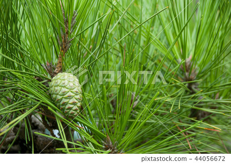 未成熟的松果 照片素材 圖片 圖庫 未成熟的松果 照片素材 圖片 圖庫