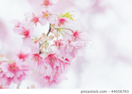 Pink cherry blossom(Cherry blossom, Japanese Pink cherry blossom(Cherry blossom, Japanese 44056763