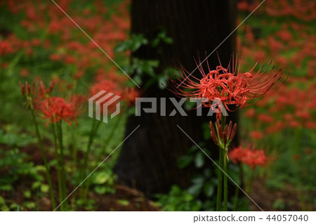Cluster amaryllis Cluster amaryllis 44057040