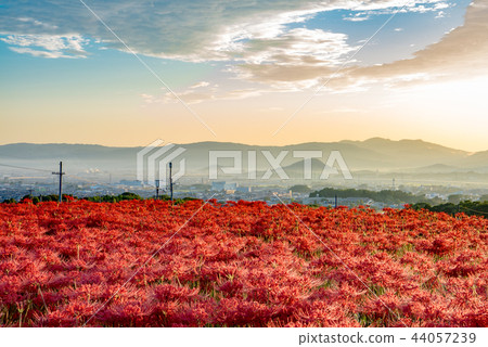 清晨的海星 44057239