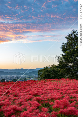 Early morning starfish 44057252