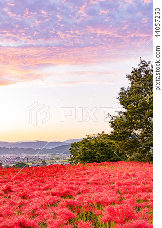 清晨的海星 44057253