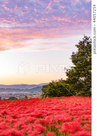 Early morning starfish 44057254