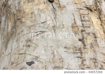 old tree texture 44057260