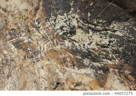 texture of an old tree without bark. texture of an old tree without bark. 44057275
