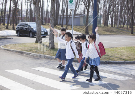 Elementary school student crossing a pedestrian crossing 44057316