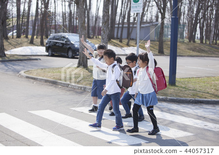 Elementary school student crossing a pedestrian crossing 44057317