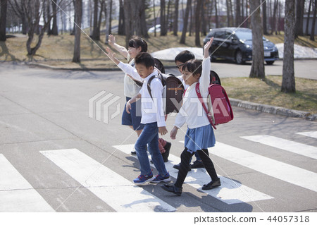 Elementary school student crossing a pedestrian crossing 44057318