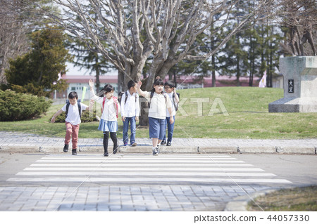 Elementary school student crossing a pedestrian crossing 44057330