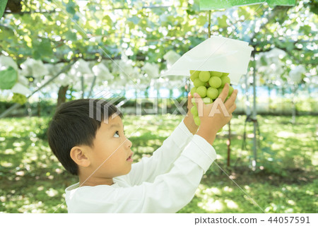 Shine Muscat hunting children 44057591